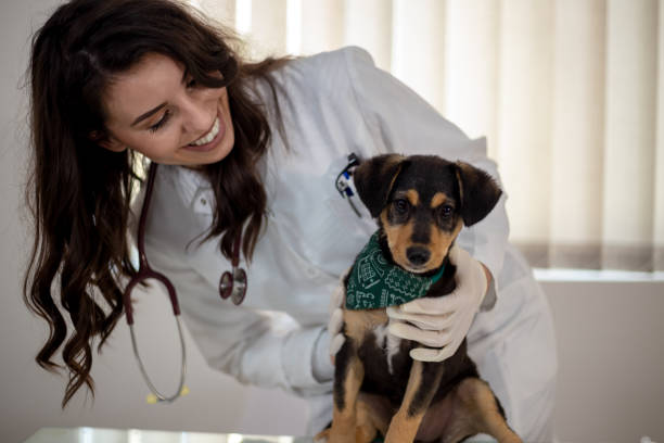 Assam Veterinary Recruitment Assam Veterinary Recruitment